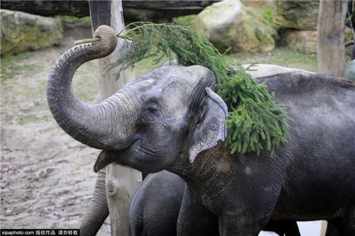 320名圣诞老人集体冲浪？八一八圣诞节奇闻趣事