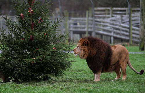 320名圣诞老人集体冲浪？八一八圣诞节奇闻趣事